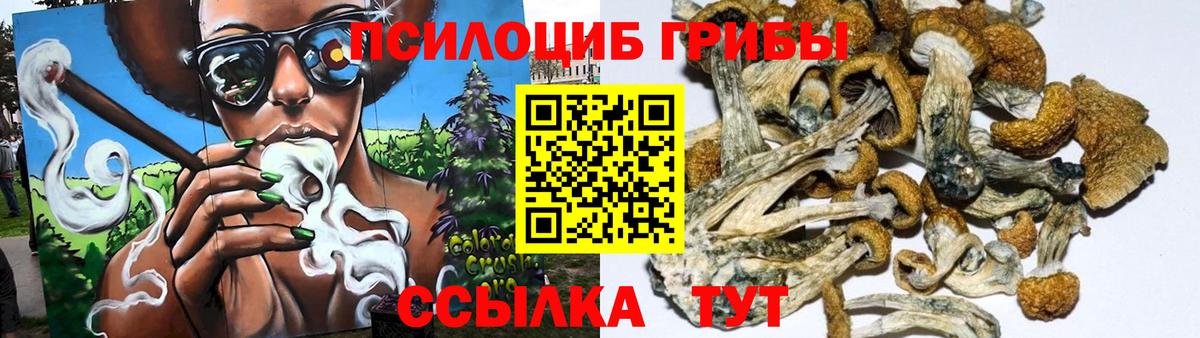 Галлюциногенные грибы Psilocybe Ревда